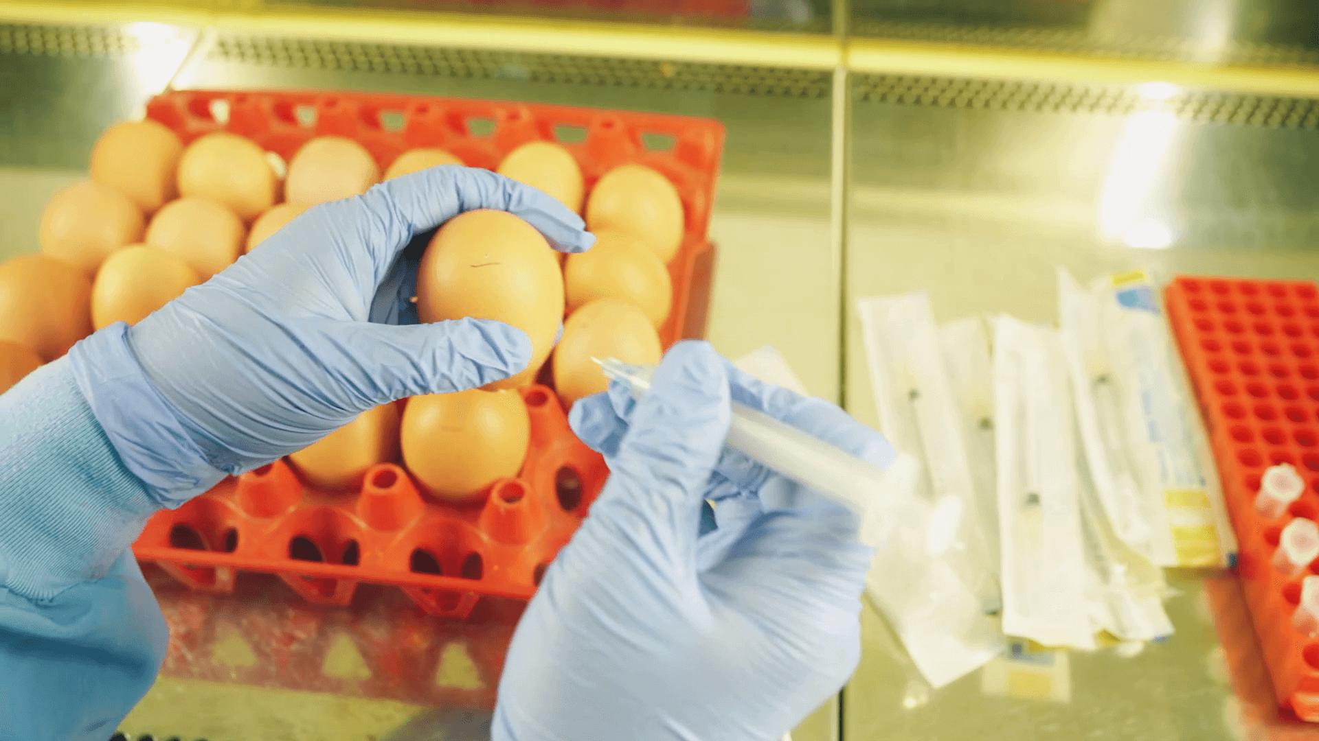 Laboratorium Virologi