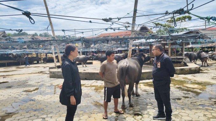 Kolaborasi BBVet Maros dan Pemda untuk Pengendalian PMK di Toraja Utara