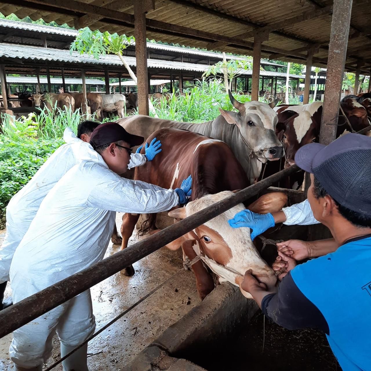 Jelang Idul Fitri , Kementan Pastikan Pengendalian PMK Tetap Optimal
