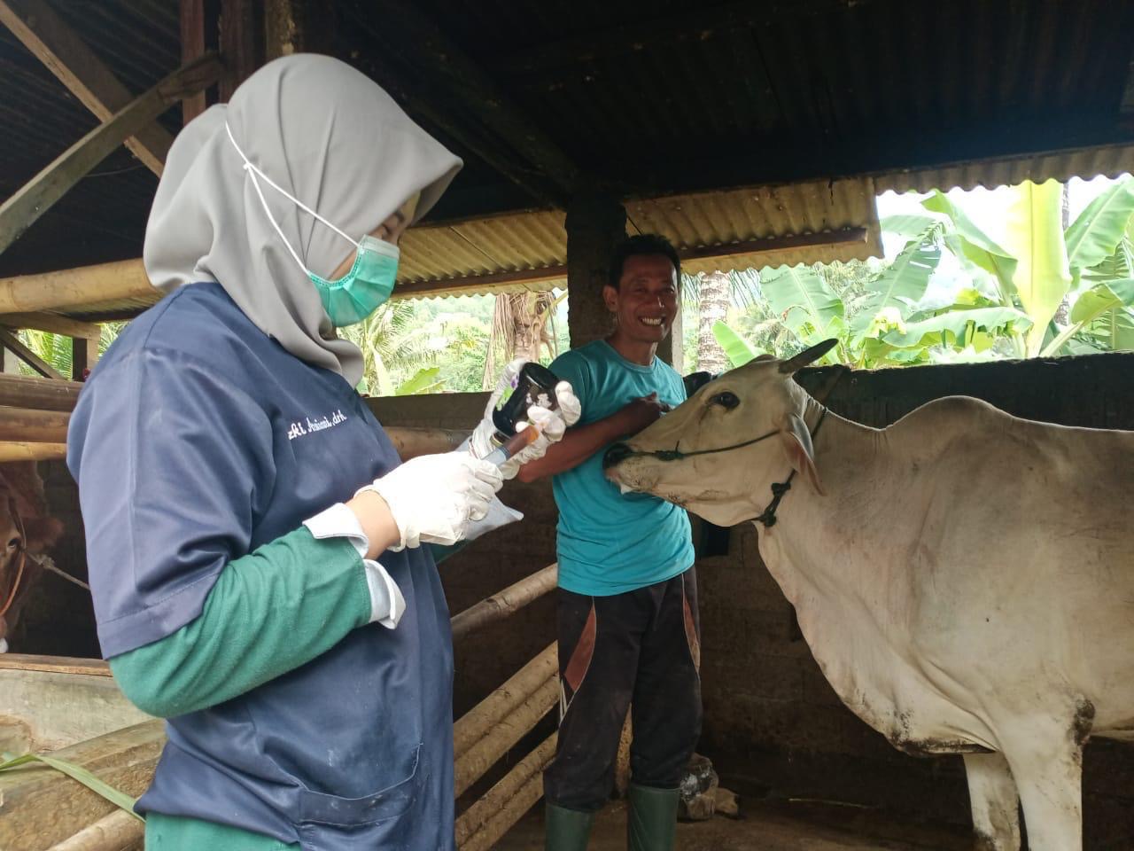 Pastikan Pengendalian PMK Optimal saat Lebaran, Petugas Keswan Siaga 24/7