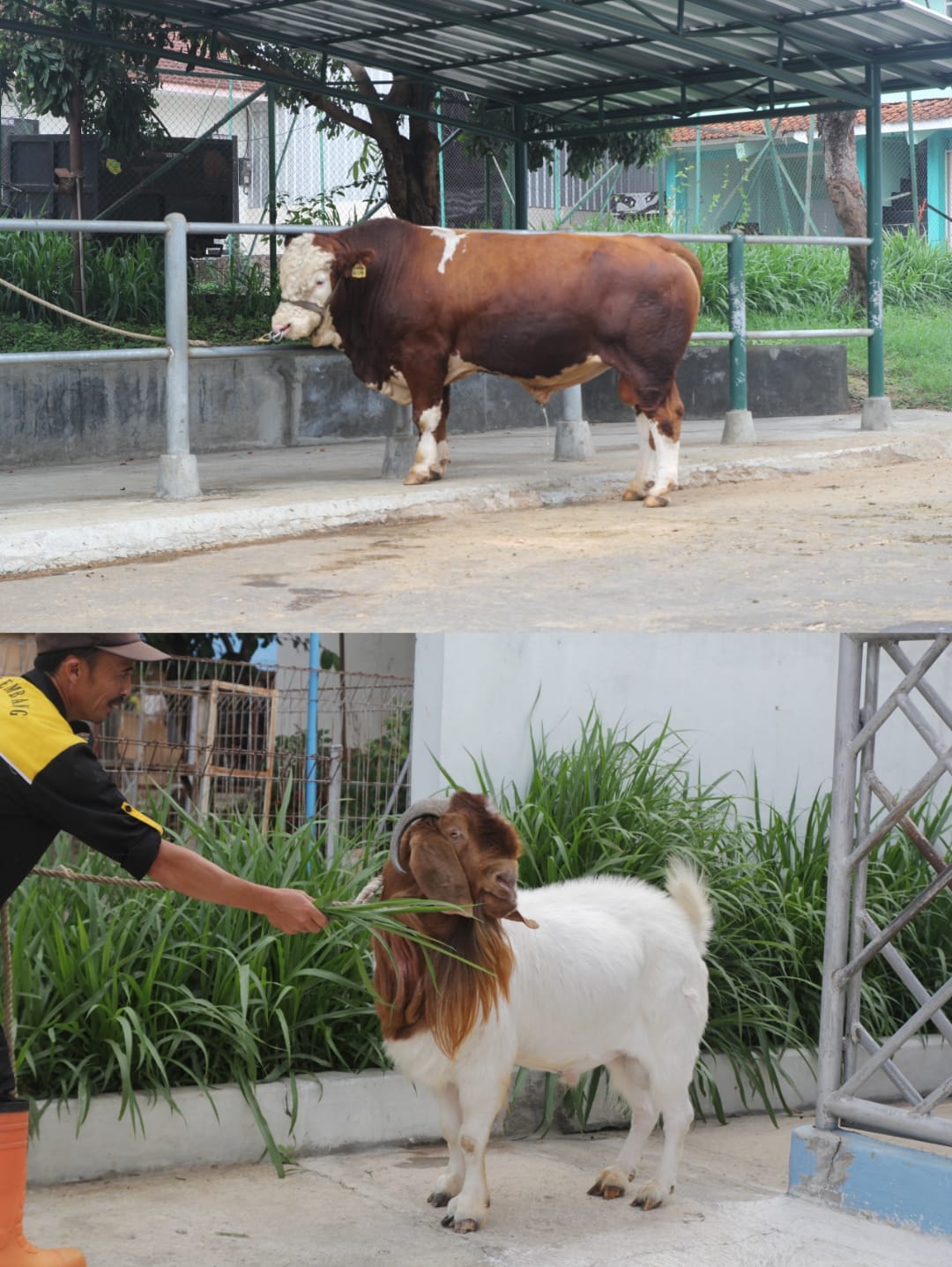 Jelang Idul Adha, Kementan Siapkan Strategi Pencegahan Penyakit Hewan: Ini Langkah-Langkahnya