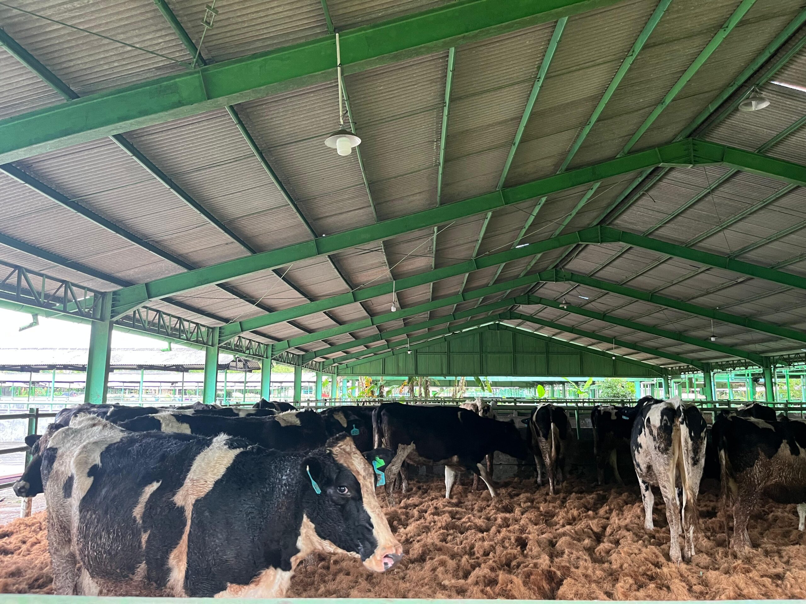 1.213 Sapi Perah Bunting Tiba di Cilacap, Wujud Sinergi Swasta dan Peternak Rakyat