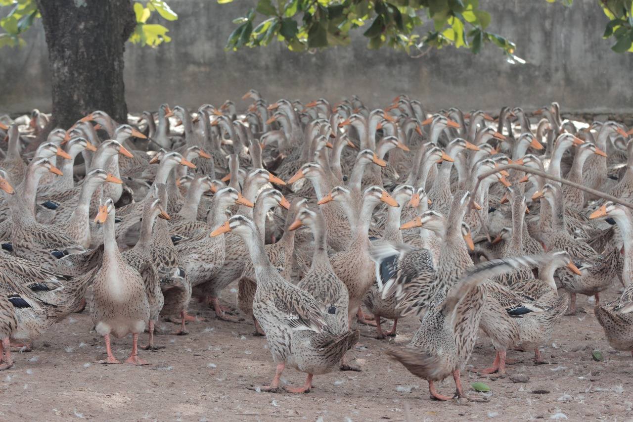 Balai Kementan Ini Kebanjiran Pesanan! Bibit Itik Alabio dan Mojosari Jadi Incaran Peternak!