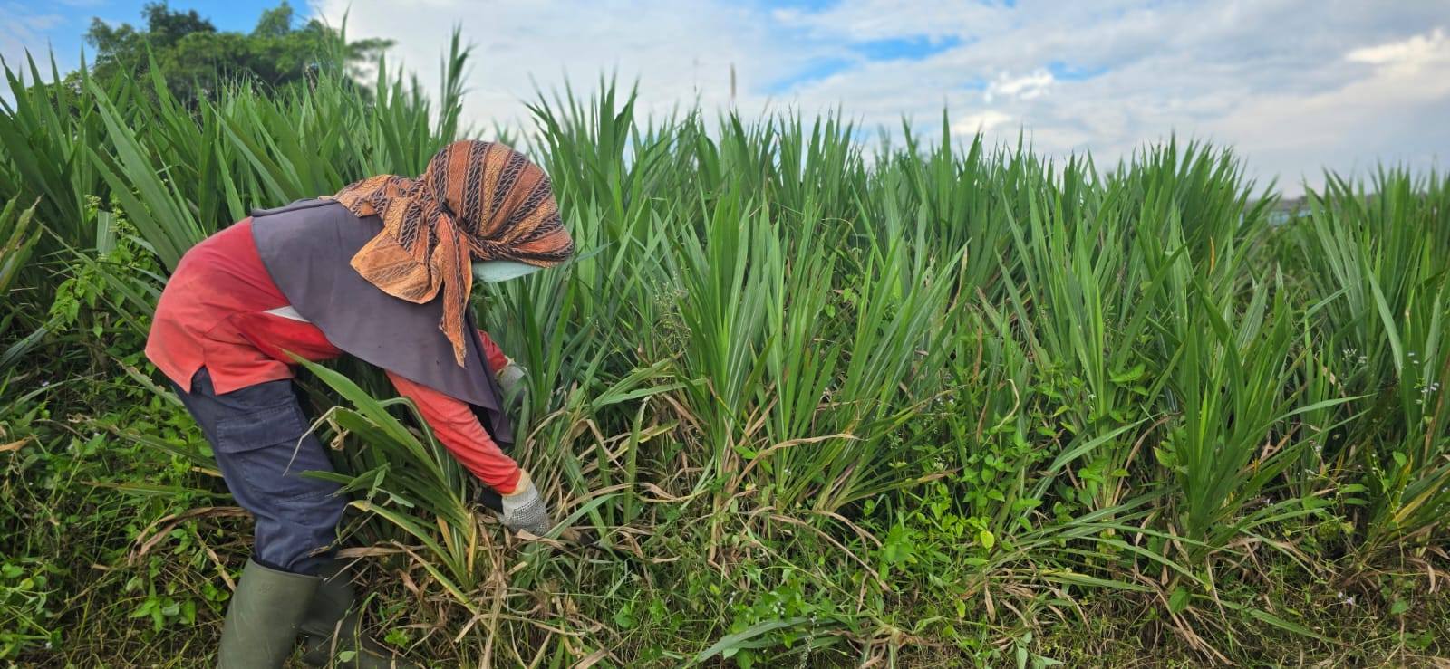 Dorong Kemandirian Pakan Lokal, Kementan Salurkan Ribuan Bibit Rumput Odot ke Daerah