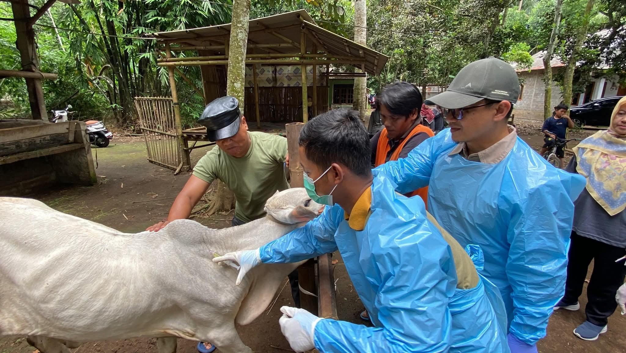 Satu Dosis Vaksin Tak Cukup!, Kementan Gaungkan Vaksinasi Booster PMK