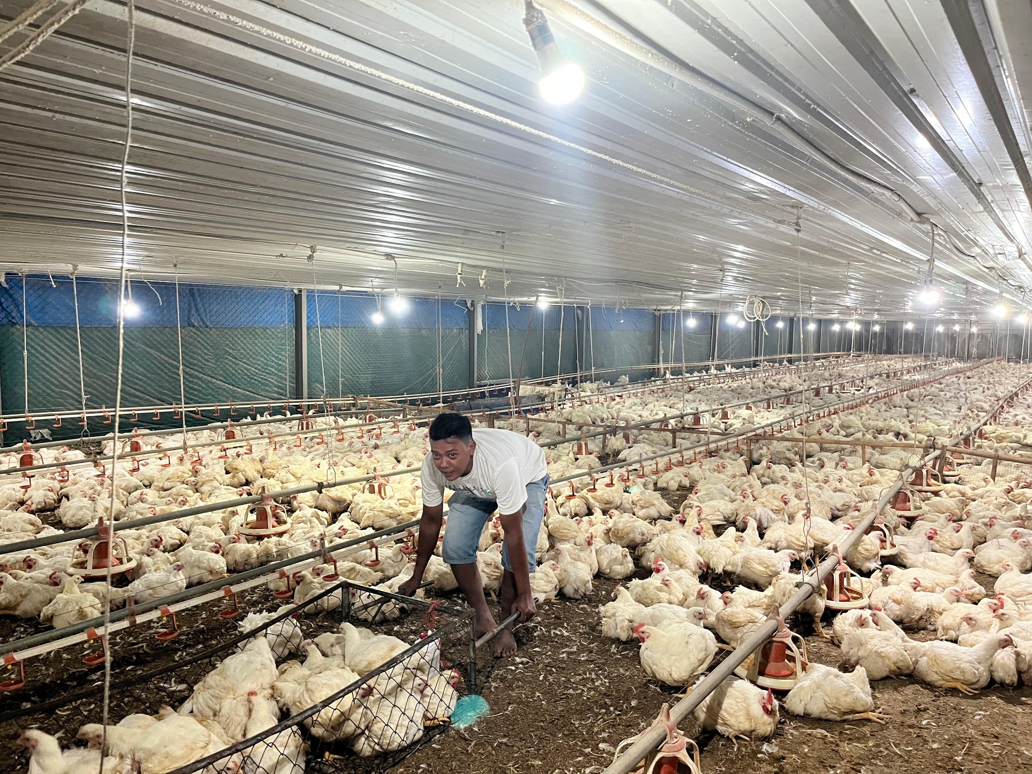 Jaga Stabilitas Harga Ayam Hidup, Pemerintah Ambil Langkah Cepat