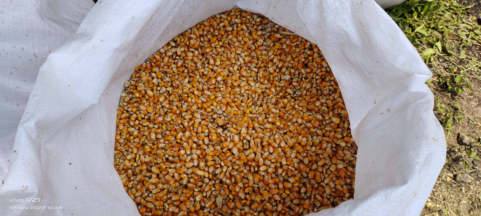 Pemerintah dan GPMT Bersatu Jaga Harga Pakan, Peternak Lebih Tenang