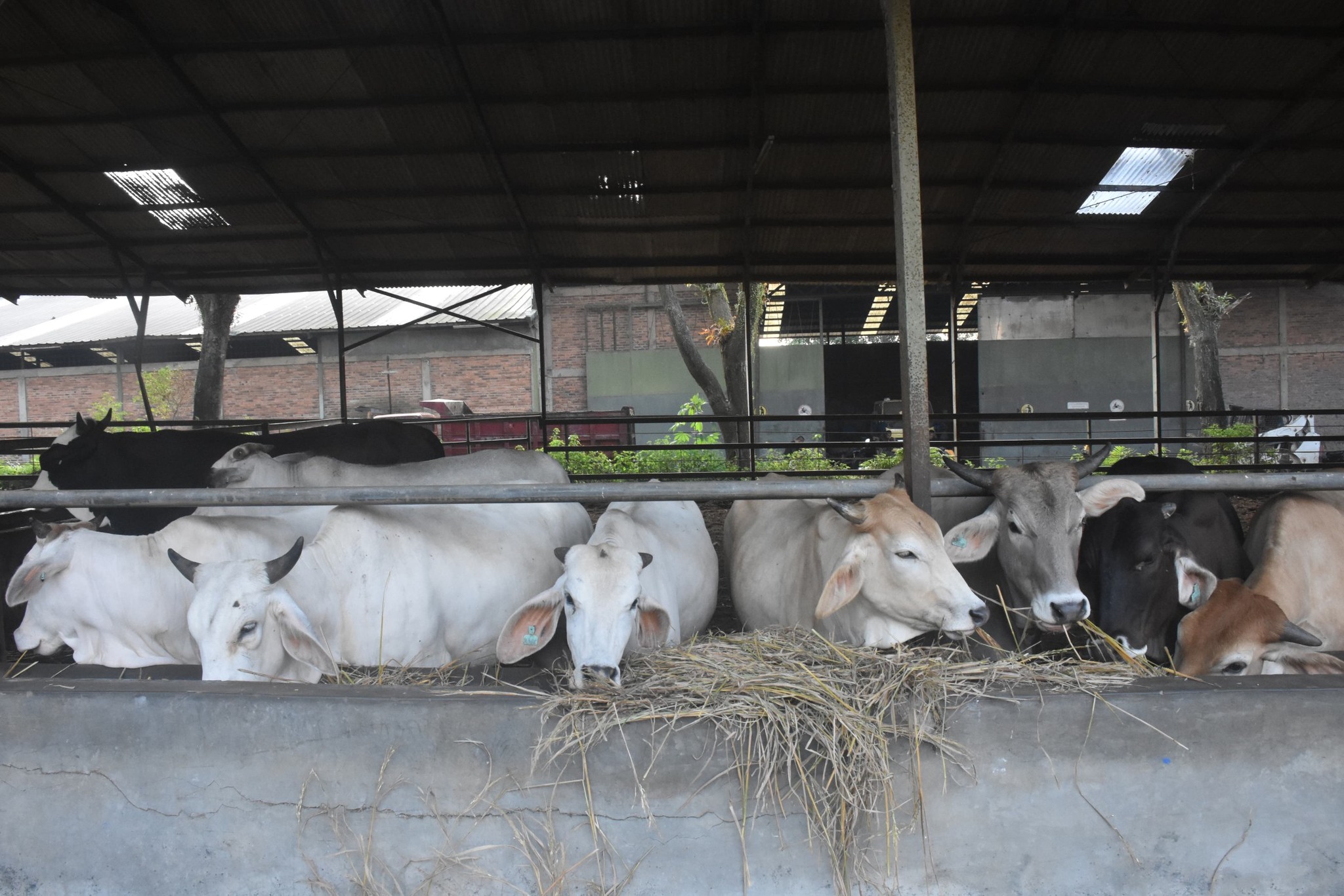 Genetik Ternak Lokal, Modal Besar Kedaulatan Pangan