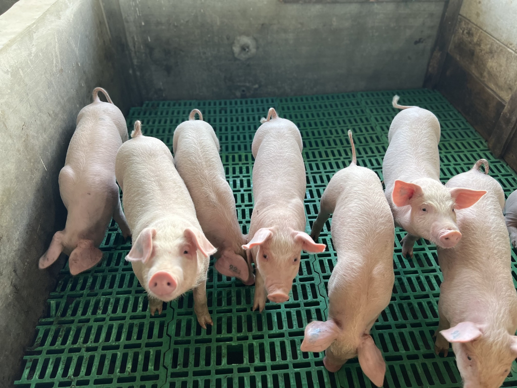 Lindungi Peternak dari ASF, Kementan Dorong Biosekuriti Ketat