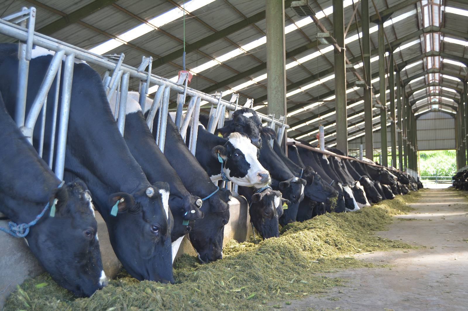 Investasi Rp3,2 Triliun Pacu Pertumbuhan Populasi Sapi Nasional