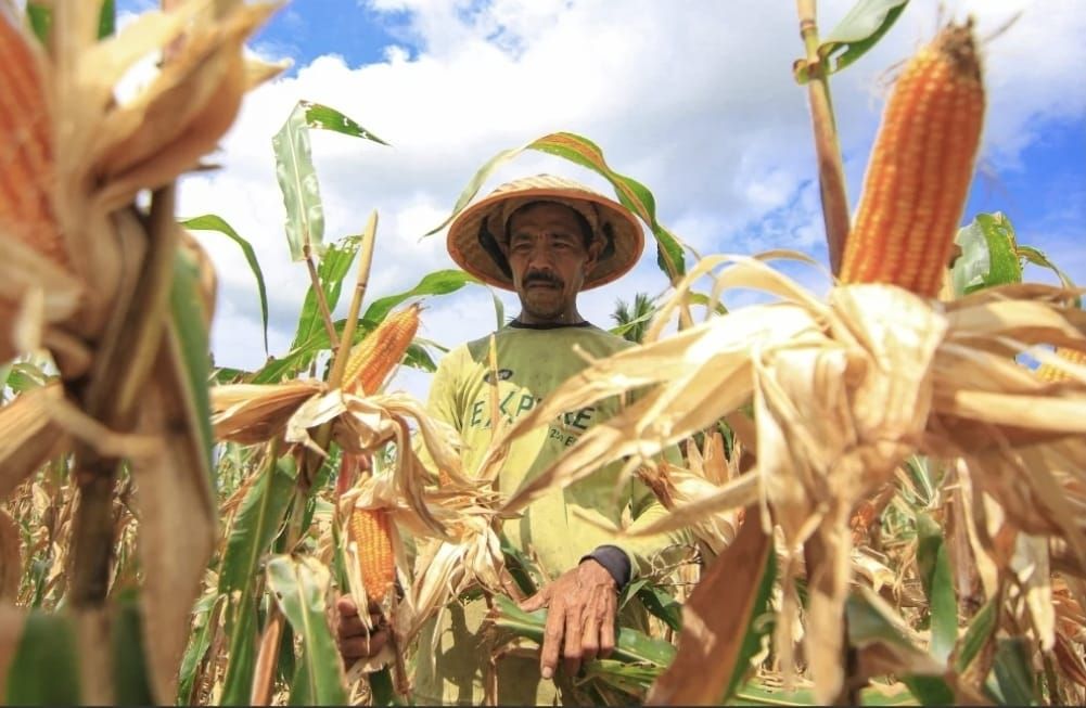 Kementan Tegaskan: Jagung Aman, Peternak Harus Terlindungi