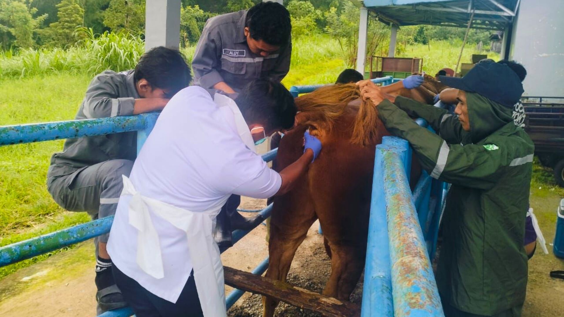 Pelayanan Aktif BBV Maros Perkuat Peran UPT-PIBPS Pucak dalam Produksi Semen Beku Berkualitas