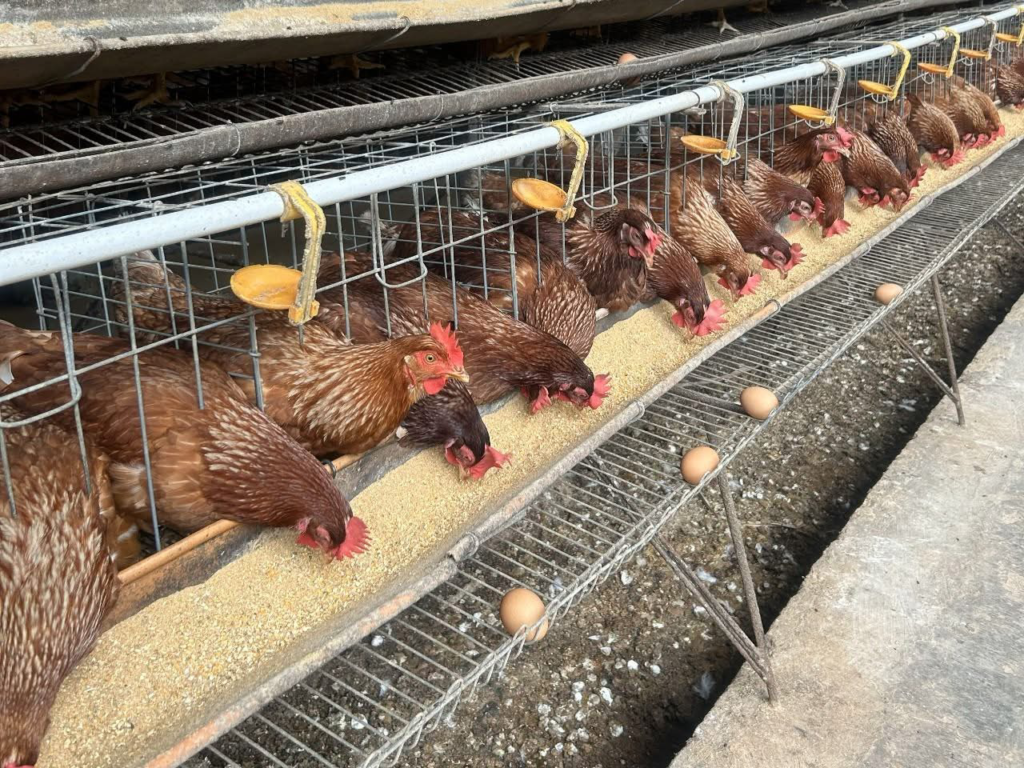Jelang Ramadan dan Lebaran, Pemerintah Jaga Pasokan dan Harga Ayam serta Telur