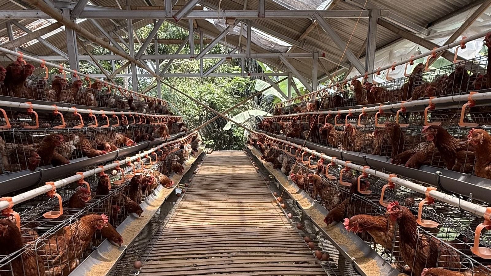 Kendalikan Fluktuasi Harga Ayam, Kementan Dorong Asosiasi Jaga Stabilitas Harga di Tingkat Peternak