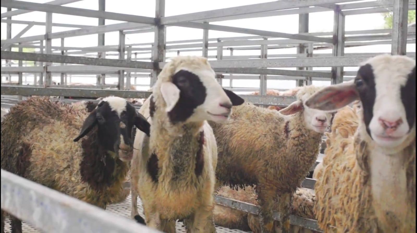 Kementan Terbitkan Surat Edaran Kewaspadaan PPR untuk Lindungi Ternak Kambing dan Domba