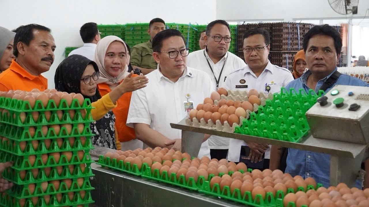 Kementan Dorong Daerah dan MBG Perkuat Penyerapan Telur, Jaga Harga di Tingkat Peternak
