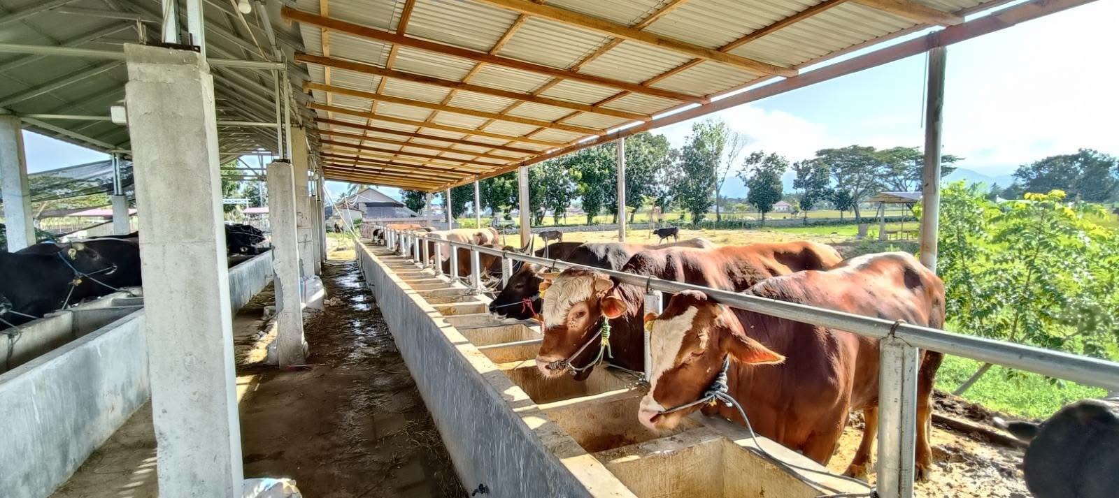 Kementan Perkuat Ketersediaan Daging Nasional dan Dorong Pelaku Usaha Percepat Pemasukan Ternak Bakalan