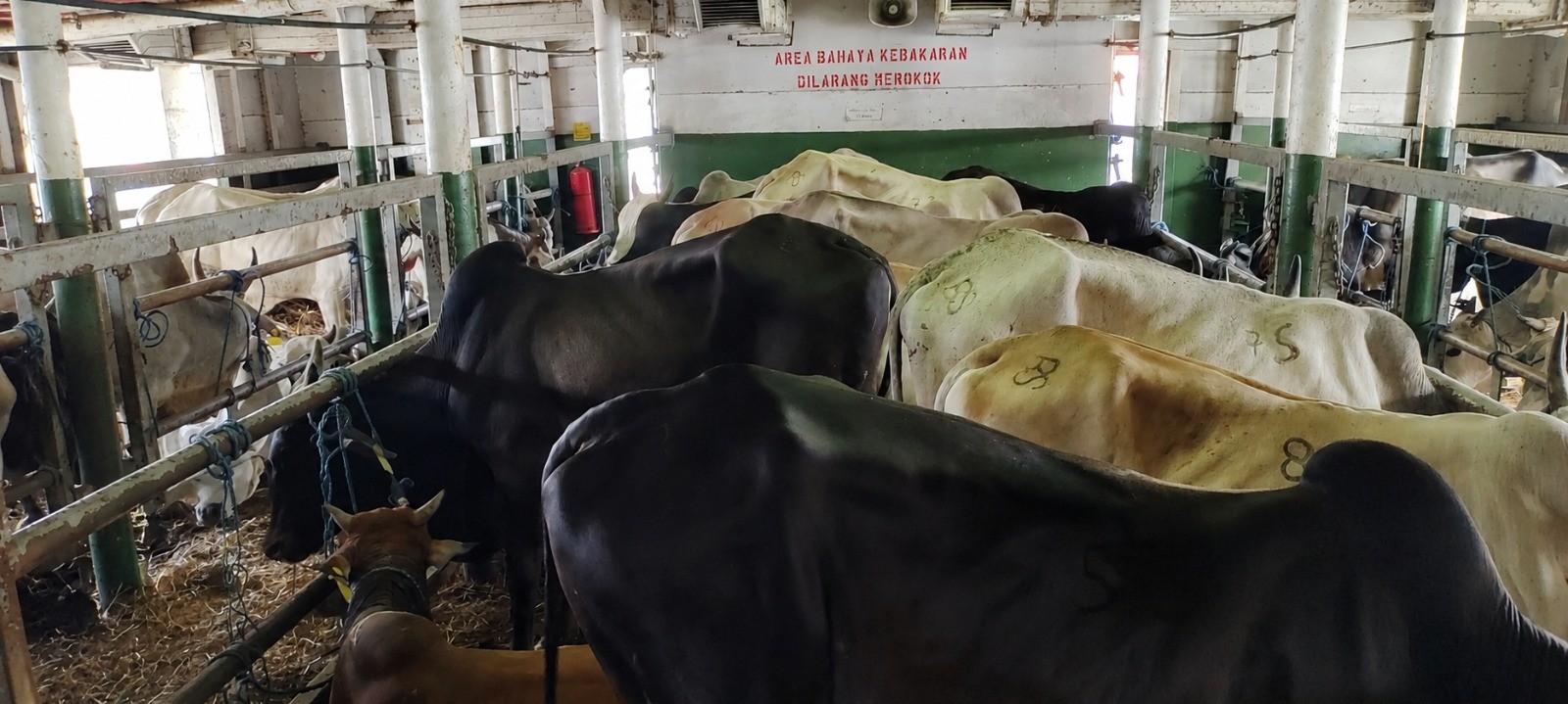 Kementan Tinjau KM Camara Nusantara I, Pastikan Kesiapan Pengiriman 200 Sapi Perah Bunting ke Bone